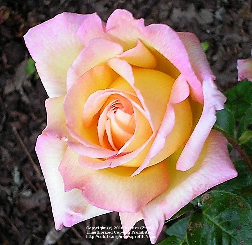 Photo of Rose (Rosa 'Grand Impression') uploaded by zuzu