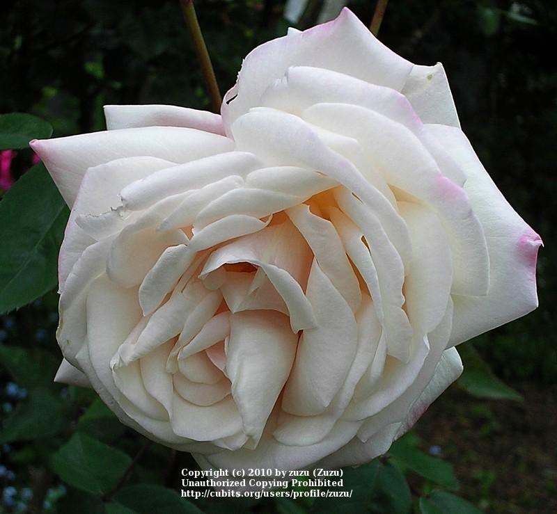 Photo of Rose (Rosa 'Madame Antoine Mari') uploaded by zuzu