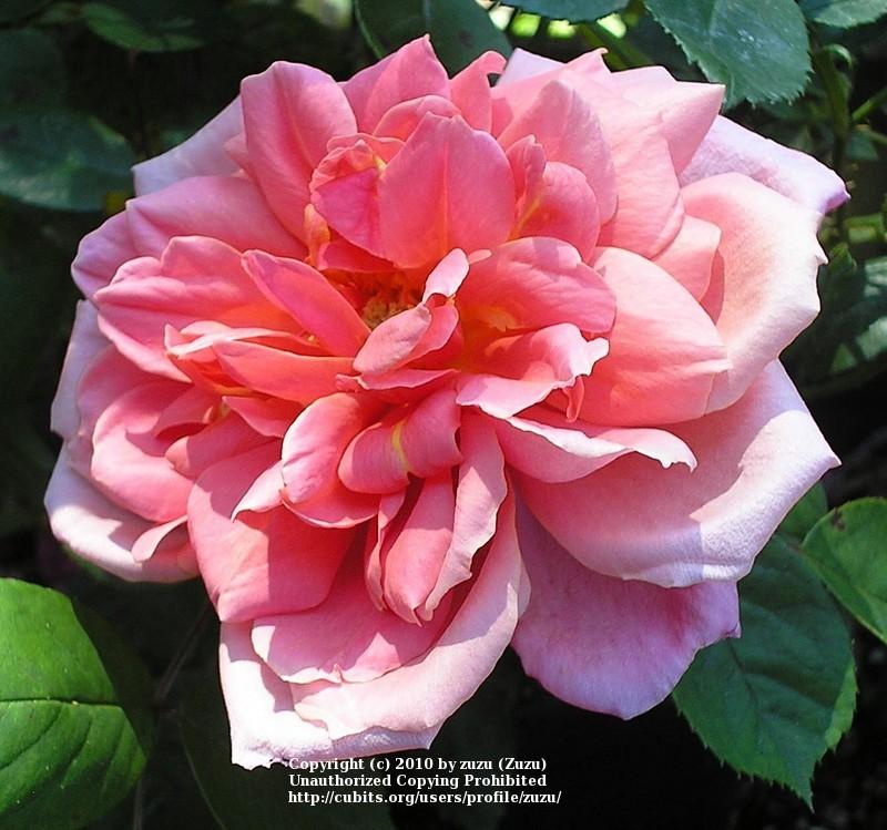 Photo of Rose (Rosa 'Madame Edouard Herriot') uploaded by zuzu