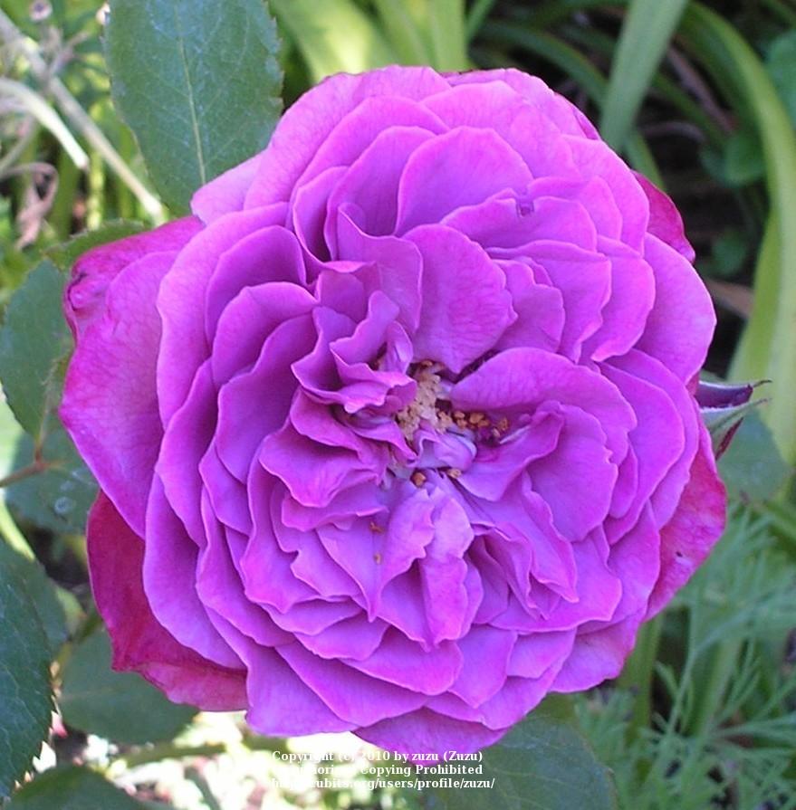Photo of Rose (Rosa 'Monet') uploaded by zuzu