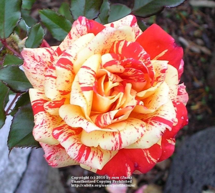 Photo of Rose (Rosa 'Modern Magic') uploaded by zuzu