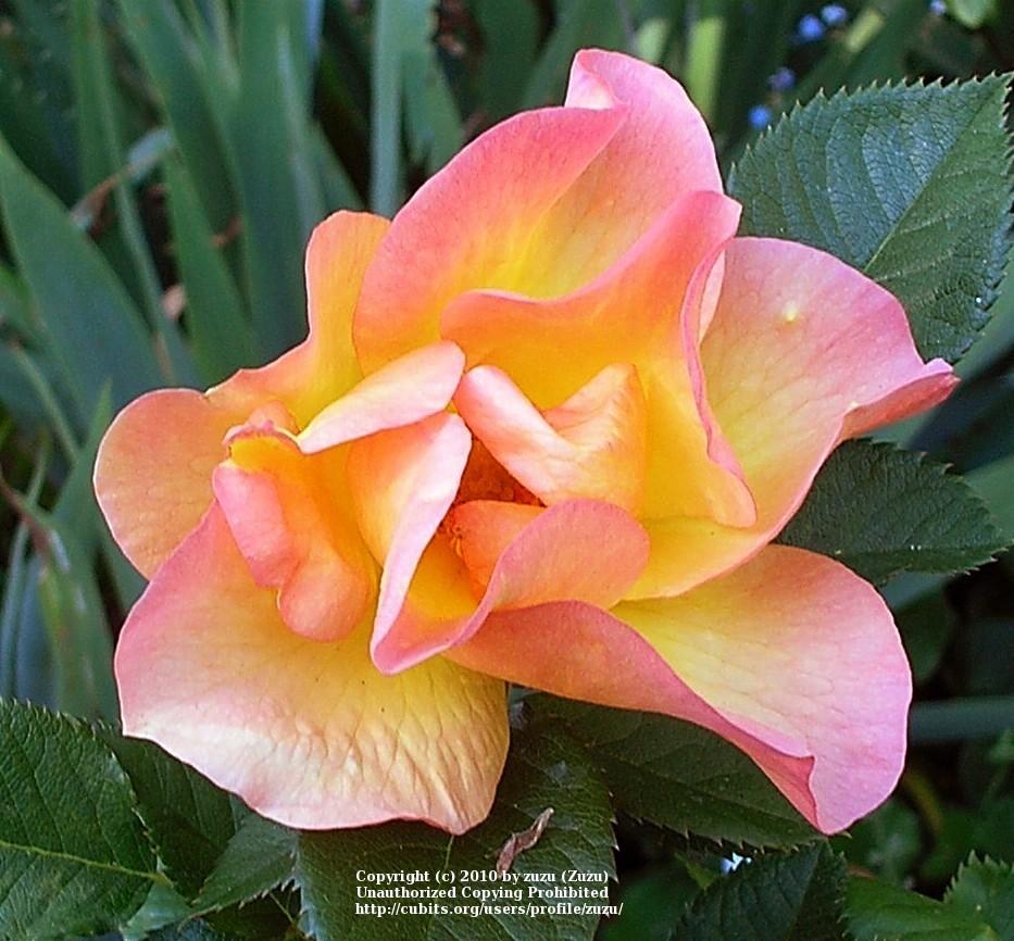 Photo of Rose (Rosa 'Morden Sunrise') uploaded by zuzu