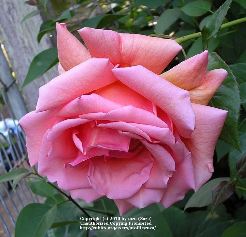 Photo of Rose (Rosa 'Mrs. Sam McGredy, Cl.') uploaded by zuzu
