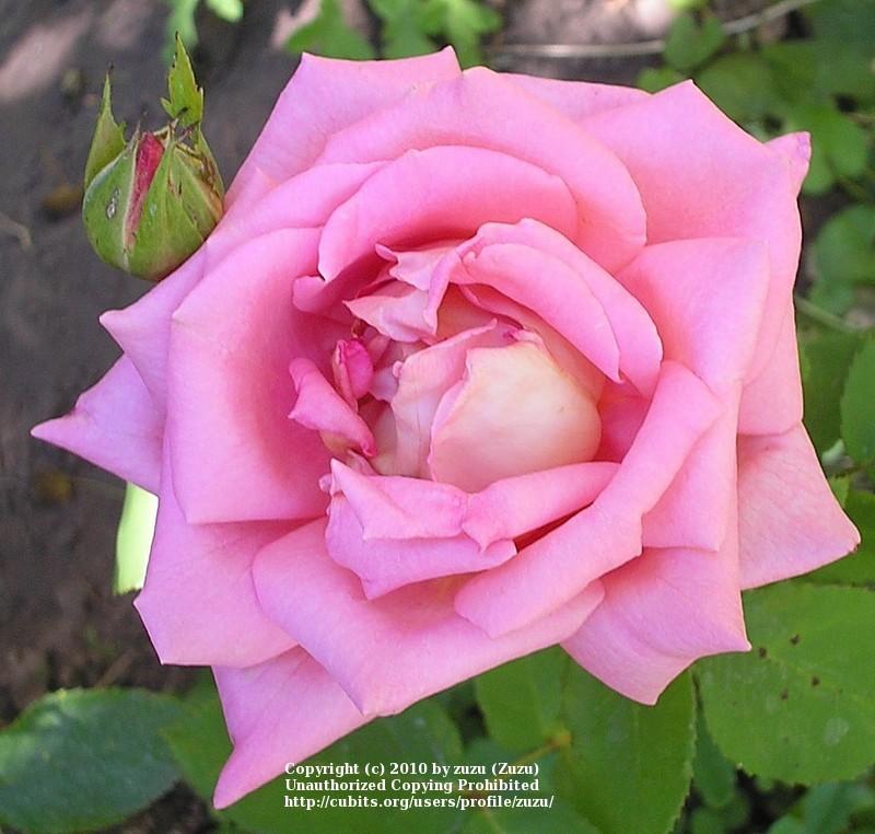 Photo of Rose (Rosa 'My Choice') uploaded by zuzu