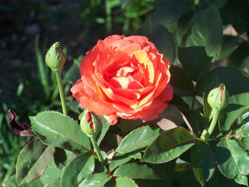 Photo of Rose (Rosa 'Picante') uploaded by Skiekitty