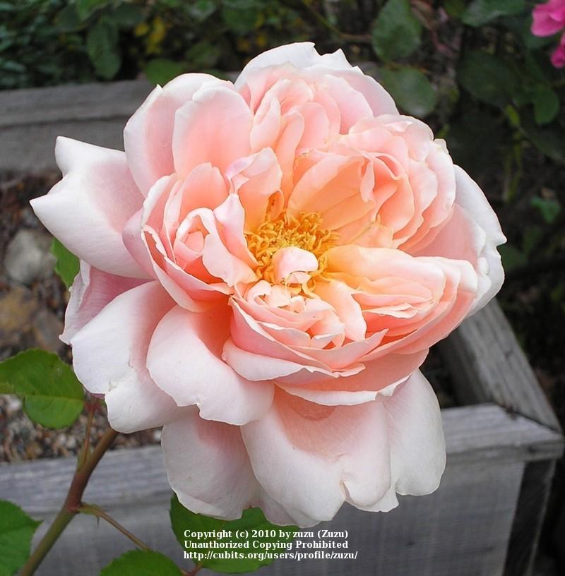 Photo of Rose (Rosa 'Nellie E. Hillock') uploaded by zuzu