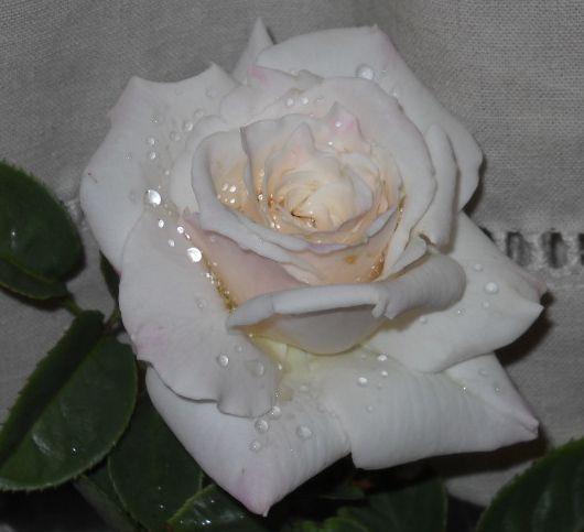 Photo of Rose (Rosa 'Pascali') uploaded by Skiekitty