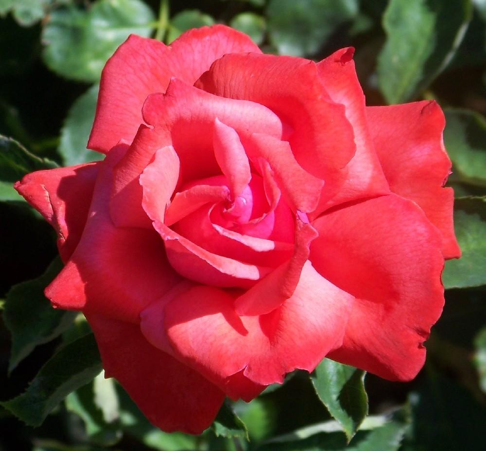 Photo of Rose (Rosa 'Dolly Parton') uploaded by Skiekitty