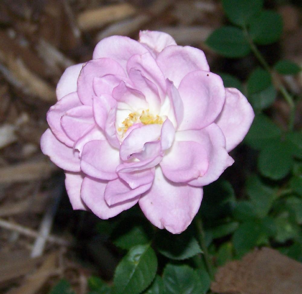 Photo of Rose (Rosa 'Winter Magic') uploaded by Skiekitty