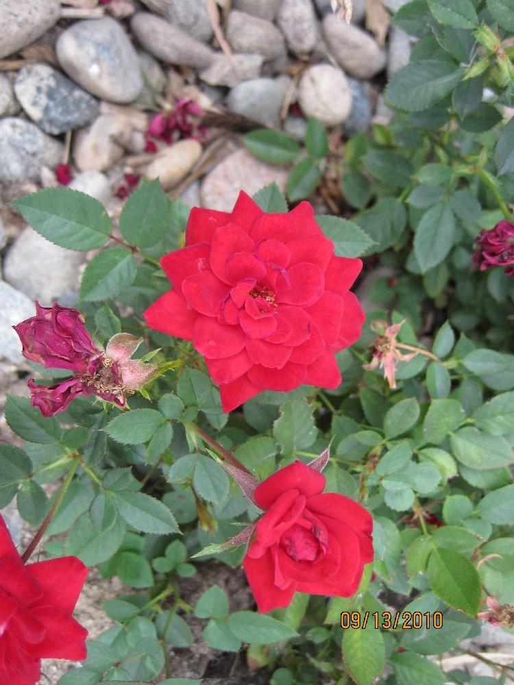 Photo of Rose (Rosa 'Ruby Ruby') uploaded by Skiekitty