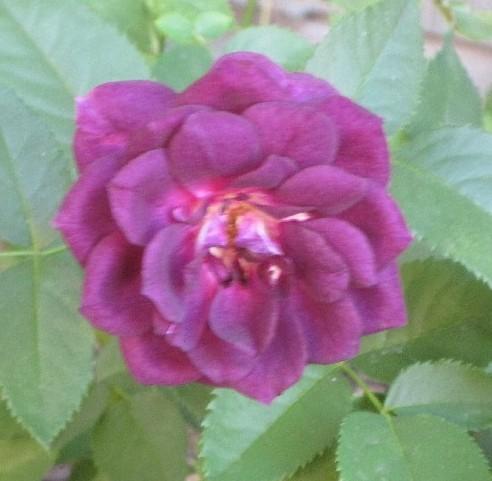 Photo of Rose (Rosa 'Midnight Blue') uploaded by Skiekitty