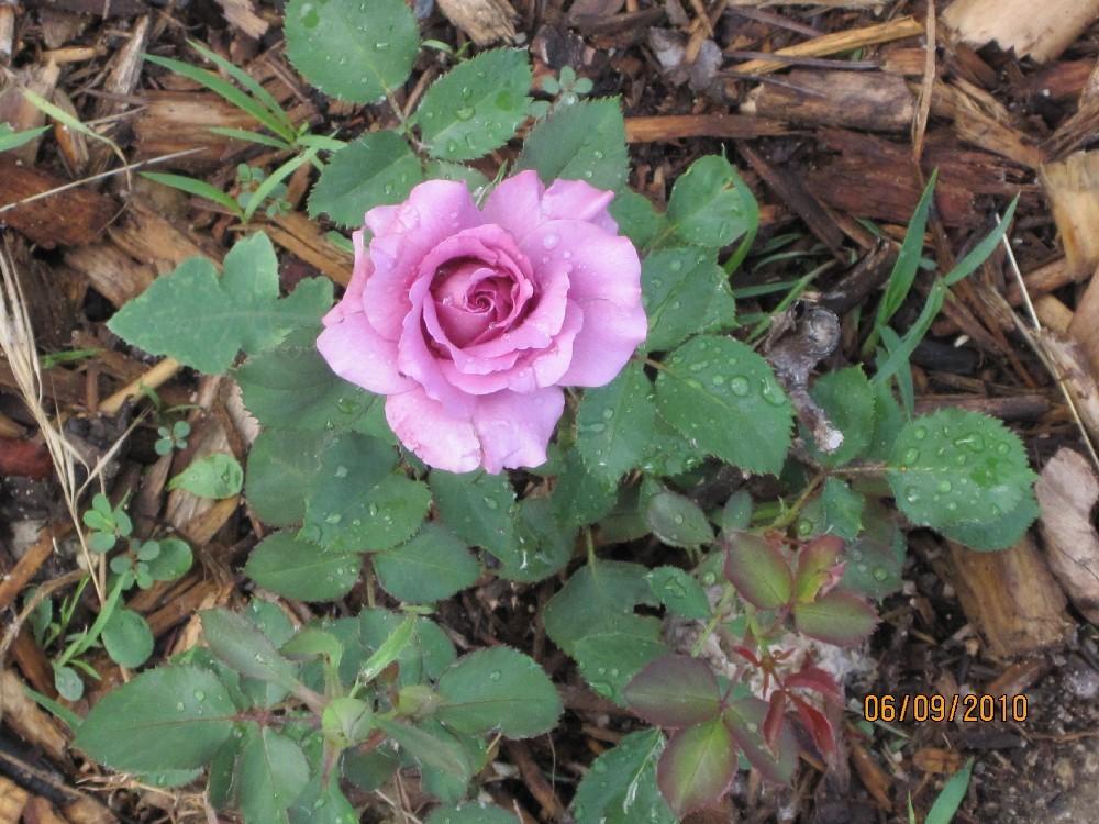 Photo of Rose (Rosa 'Blueberry Hill') uploaded by Skiekitty