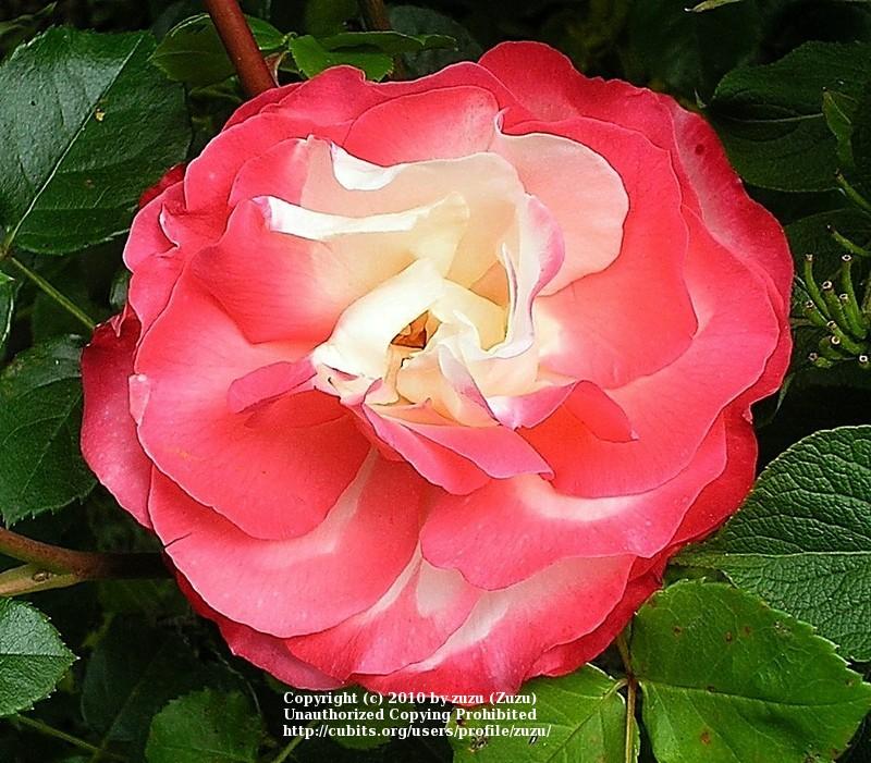 Photo of Rose (Rosa 'Nostalgie') uploaded by zuzu