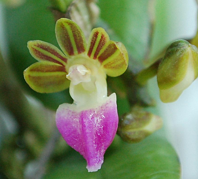Photo of Orchid (Pelatantheria insectifera) uploaded by Ursula