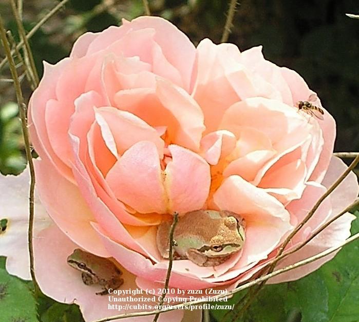 Photo of Rose (Rosa 'Paul Bocuse') uploaded by zuzu
