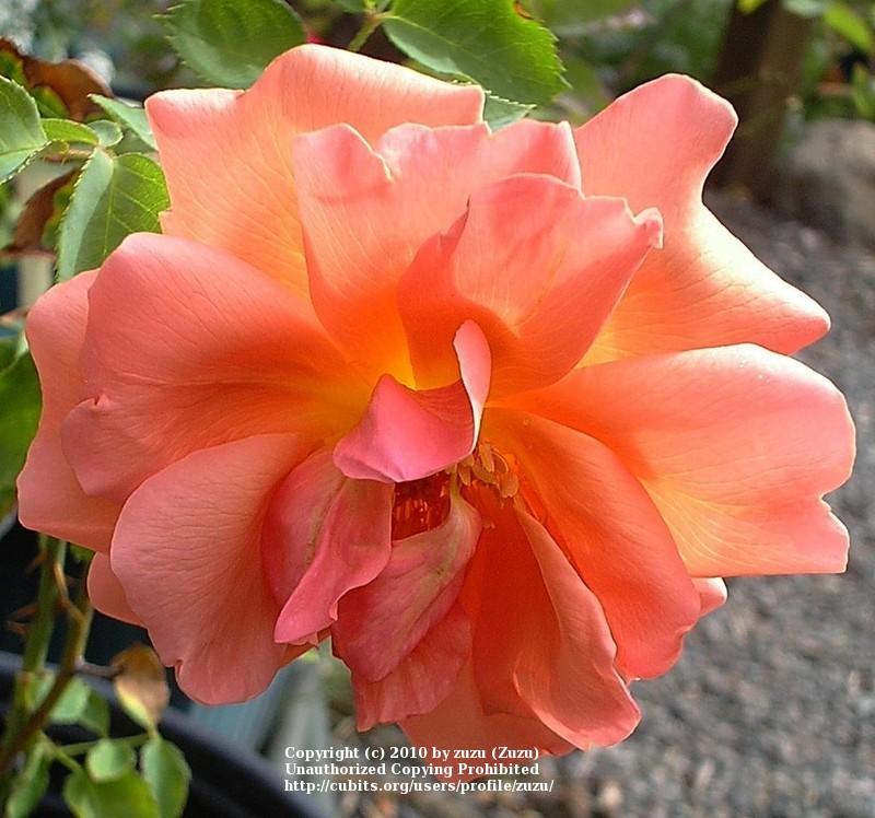 Photo of Rose (Rosa 'Souvenir de Pierre Guillot') uploaded by zuzu