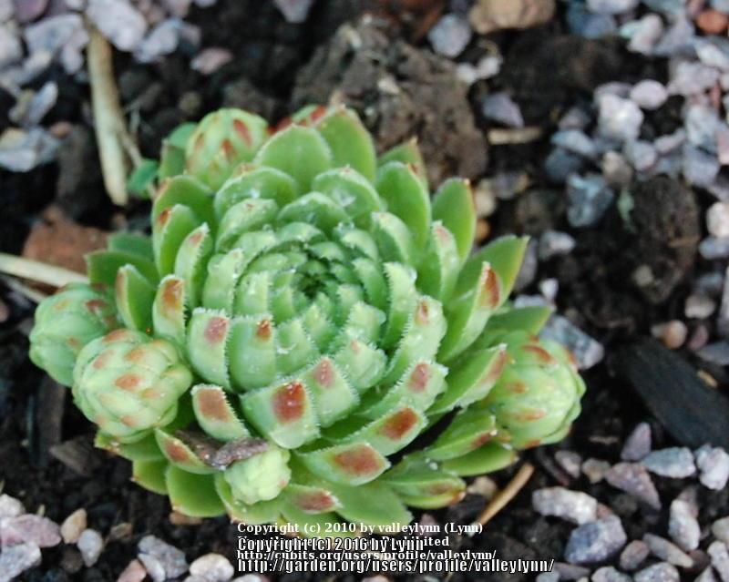 Photo of Rollers (Sempervivum globiferum subsp. globiferum) uploaded by valleylynn