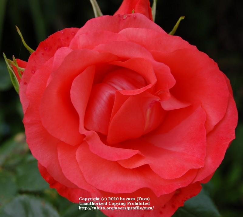 Photo of Rose (Rosa 'Ole') uploaded by zuzu