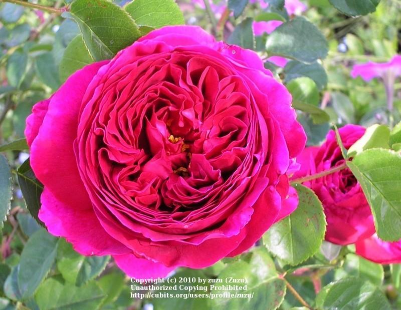 Photo of English Shrub Rose (Rosa 'Othello') uploaded by zuzu