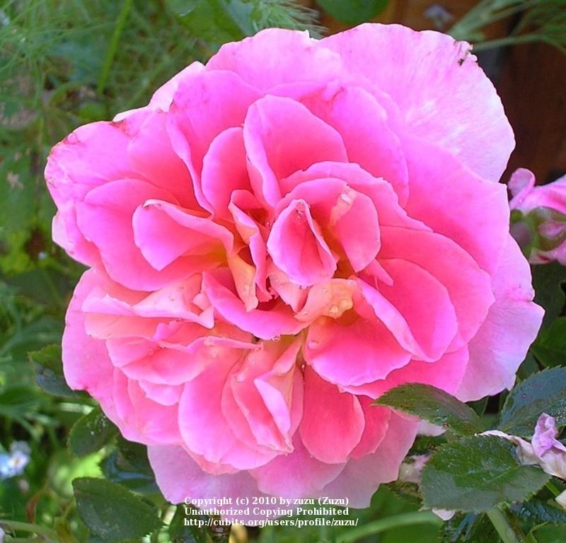 Photo of Rose (Rosa 'Paname') uploaded by zuzu