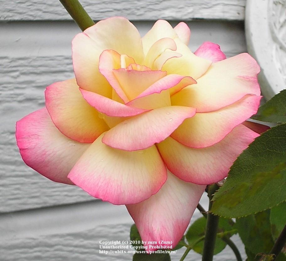 Photo of Rose (Rosa 'Operetta') uploaded by zuzu