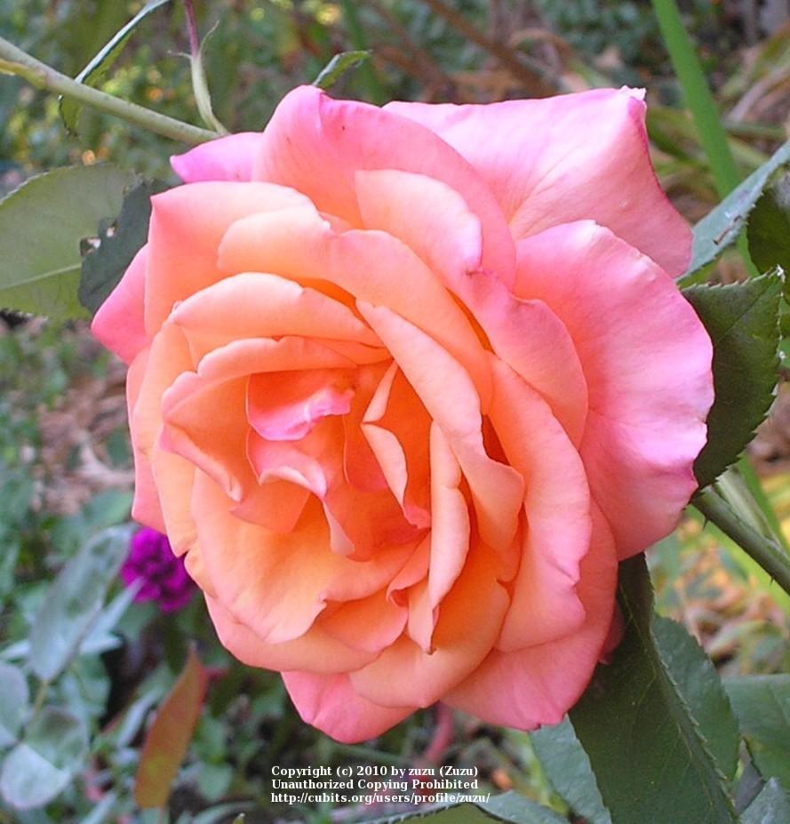Photo of Rose (Rosa 'Out of Africa') uploaded by zuzu
