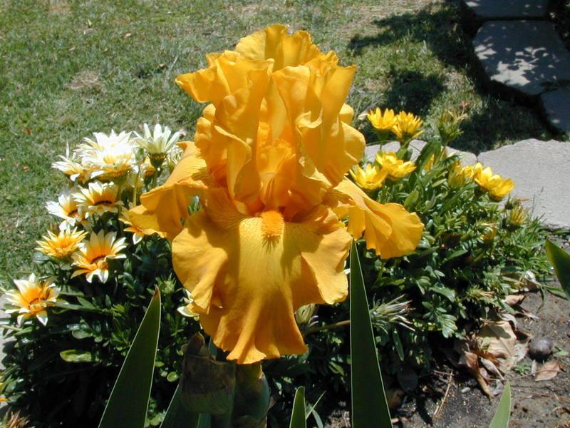 Photo of Tall Bearded Iris (Iris 'Amber Tambour') uploaded by Betja