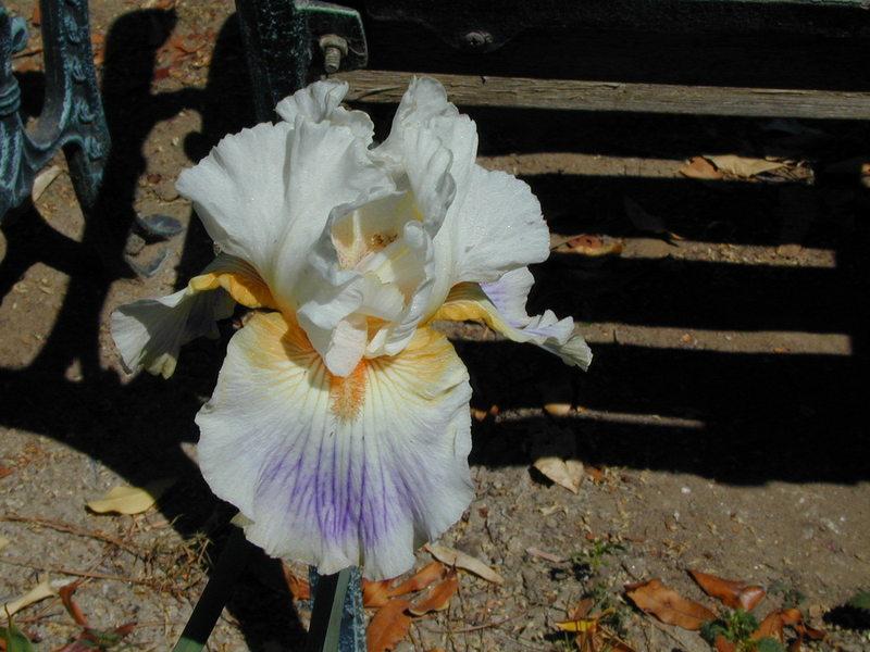 Photo of Tall Bearded Iris (Iris 'Modern Era') uploaded by Betja