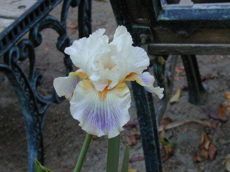 Photo of Tall Bearded Iris (Iris 'Modern Era') uploaded by Betja