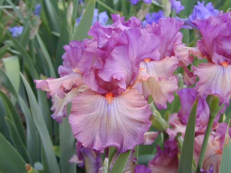 Photo of Tall Bearded Iris (Iris 'Dandy Candy') uploaded by Betja