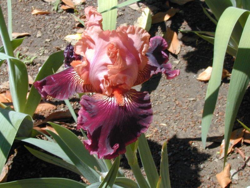 Photo of Tall Bearded Iris (Iris 'Some Like It Hot') uploaded by Betja