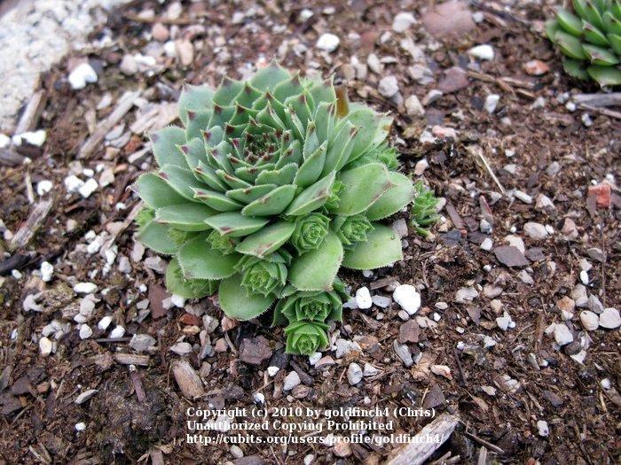 Photo of Hen and Chicks (Sempervivum calcareum 'Tip Top') uploaded by goldfinch4