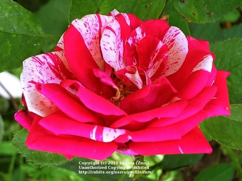 Photo of Rose (Rosa 'Papageno') uploaded by zuzu