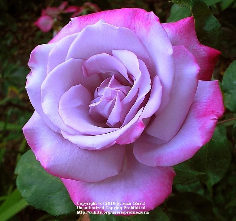 Photo of Rose (Rosa 'Paradise') uploaded by zuzu