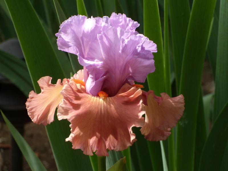 Photo of Tall Bearded Iris (Iris 'Adoree') uploaded by Betja