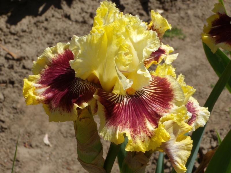 Photo of Tall Bearded Iris (Iris 'Rogue Trader') uploaded by Betja