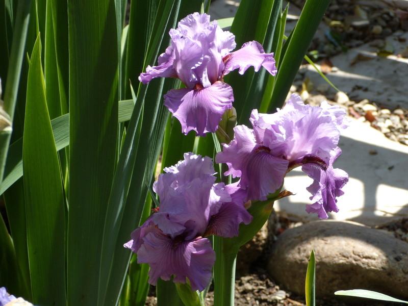 Photo of Tall Bearded Iris (Iris 'Chocolates and Silk') uploaded by Betja