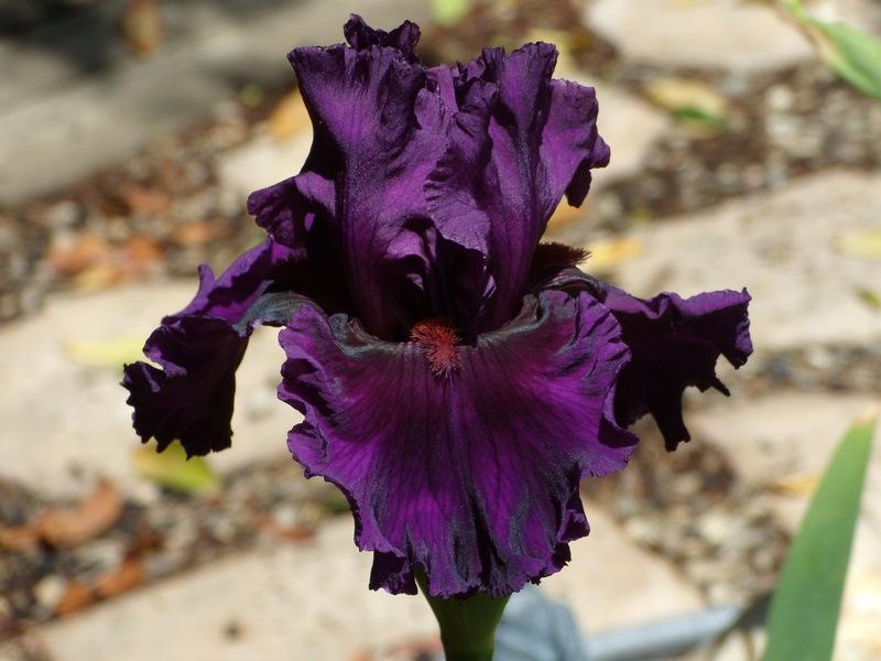 Photo of Tall Bearded Iris (Iris 'Who's a Toff') uploaded by Betja