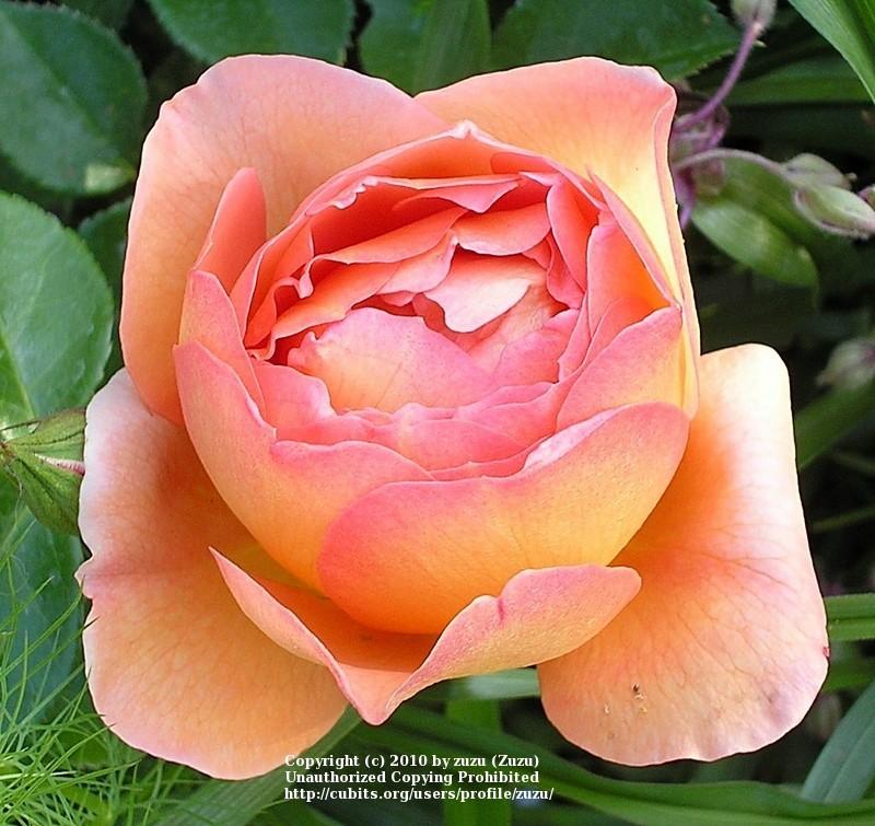 Photo of English Shrub Rose (Rosa 'Pat Austin') uploaded by zuzu