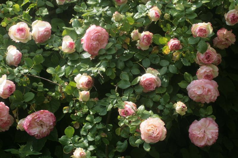 Photo of Rose (Rosa 'Pierre de Ronsard') uploaded by CLUSIANA