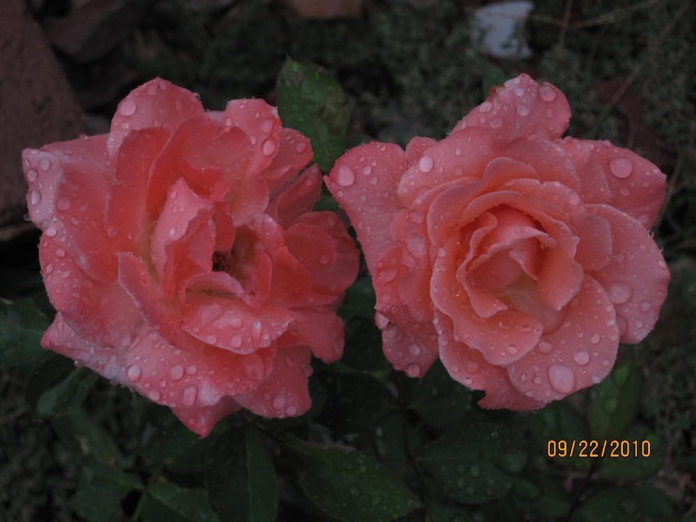 Photo of Rose (Rosa 'Sonia') uploaded by Skiekitty