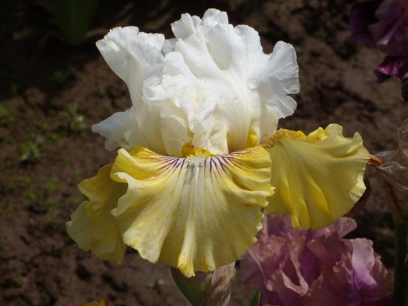 Photo of Tall Bearded Iris (Iris 'Fancy a Flutter') uploaded by Betja