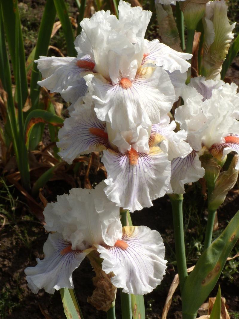 Photo of Tall Bearded Iris (Iris 'Hysteria') uploaded by Betja