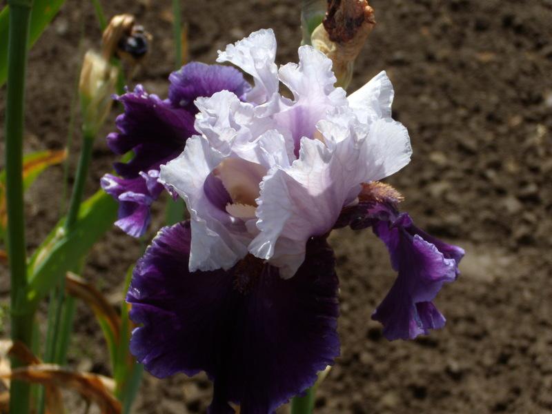 Photo of Tall Bearded Iris (Iris 'Paris Option') uploaded by Betja