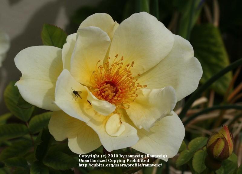 Photo of Rose (Rosa 'Aicha') uploaded by rannveig
