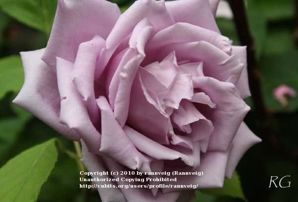Photo of Rose (Rosa 'Blue Parfum') uploaded by rannveig