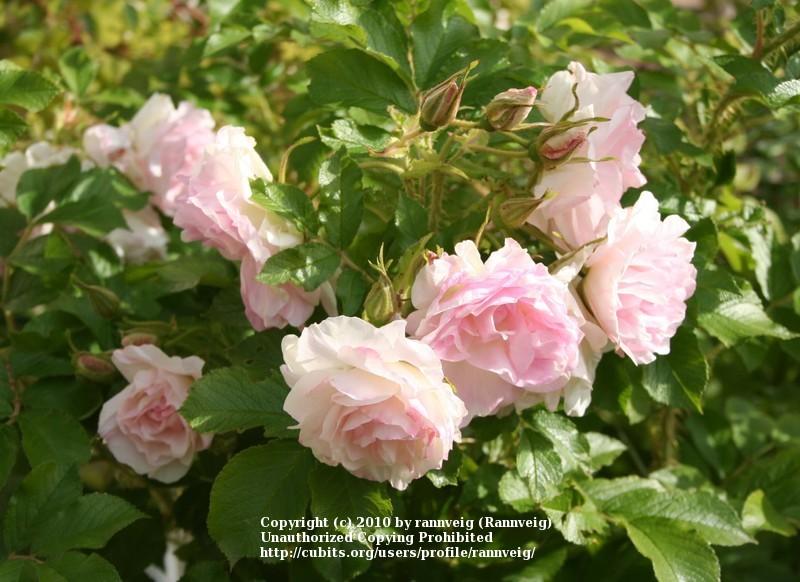 Photo of Rose (Rosa 'Polareis') uploaded by rannveig