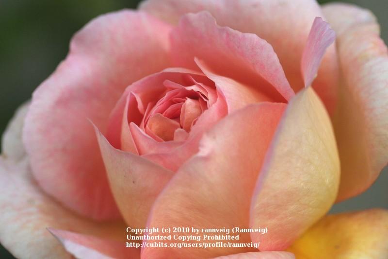 Photo of Rose (Rosa 'Abraham Darby') uploaded by rannveig