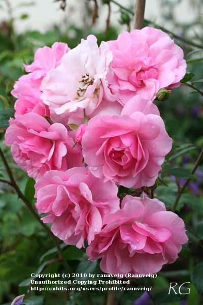 Photo of Shrub Rose (Rosa 'Bonica') uploaded by rannveig