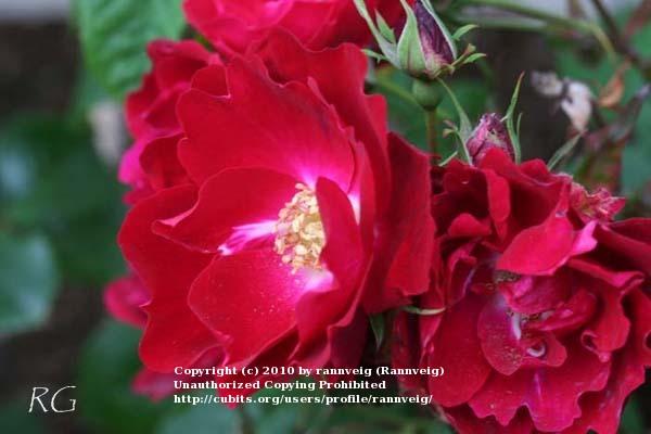 Photo of Rose (Rosa 'Champlain') uploaded by rannveig